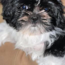 Shih Tzus from Secret Shih Tzu
