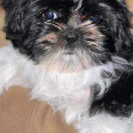 Shih Tzus from Secret Shih Tzu