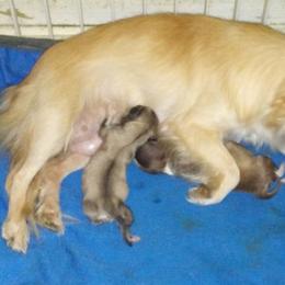 Chihuahua Puppies from Chilove Chihuahuas