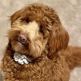 Maisie Jo - Goldendoodle