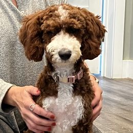 Bella - Poodle