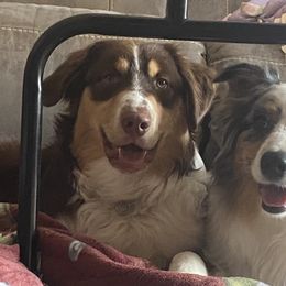 Australian Shepherds from MeadowView Australian Shepherds