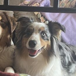 Australian Shepherds from MeadowView Australian Shepherds