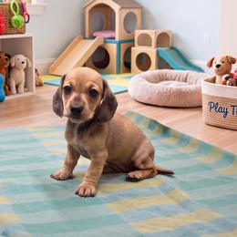 Rita - Cream female Dachshund puppy in Pearland, Texas from Texas Dachshund Dreams