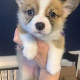 Noel - Pembroke Welsh Corgi puppy from Carter’s Corgis LLC