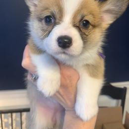 Noel - Pembroke Welsh Corgi puppy from Carter’s Corgis LLC