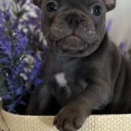 French Bulldogs from BlackMoon Frenchies