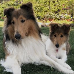 Collies from Rogue Valley Rough Collies
