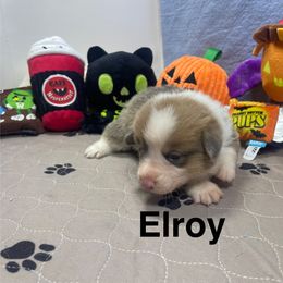 Elroy - Sable male Pembroke Welsh Corgi puppy in Apison, Tennessee from Ashmore Corgis