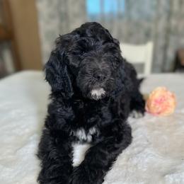 Cherry - Black female Goldendoodle puppy in Osage City, Kansas from Golden Ridge Goldens