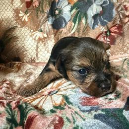 Boy 1 - Black and tan male Yorkshire Terrier puppy in Pomona, California from Lunio's Yorkies