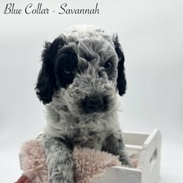 Bernedoodle and Sheepadoodle Puppies from Four Front Doodles LLC.