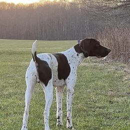 German Shorthaired Pointers from Nelson’s Pointers