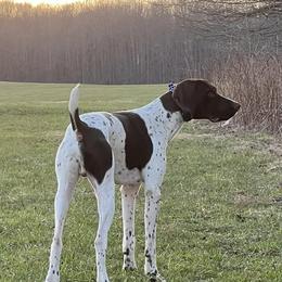German Shorthaired Pointers from Nelson’s Pointers