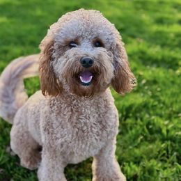 Tilly - Goldendoodle