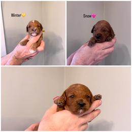 Female pick 3rd - Red  female Goldendoodle puppy in Annandale, New Jersey from KN Mini Goldendoodles