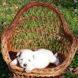 Love - Red speckled female Australian Cattle Dog puppy in Buffalo Valley, Tennessee from Buffalo Valley Breeders