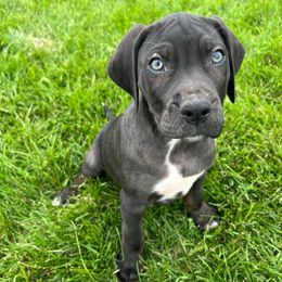 Lunch Box - Blue male Catahoula Leopard Dog puppy in Forbes, Minnesota from North Country Catahoulas