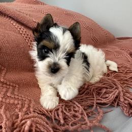 Half Pint Bonnie Lass - Black tan and white female Biewer Terrier puppy in Malta, Ohio from Half Pint Biewer Terriers