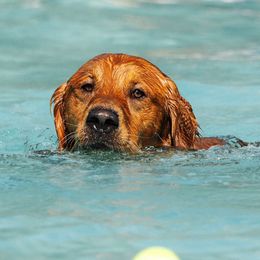 Golden Retriever puppies from Golden Wiggle Retrievers