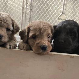 Australian Labradoodle Puppies from Forever Friends Labradoodles
