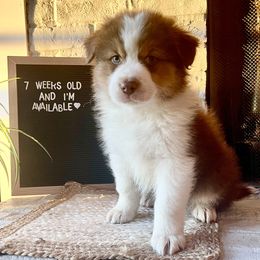 Australian Shepherd Puppies from AD's Australian Shepherds