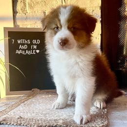 Australian Shepherd Puppies from AD's Australian Shepherds