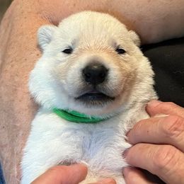 Green collar boy - White male Berger Blanc Suisse puppy in Millville, New Jersey from Hollybrook White Shepherds