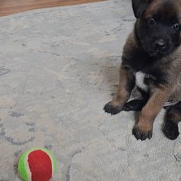 Belgian Malinois Puppies from Love Belgian Malinois