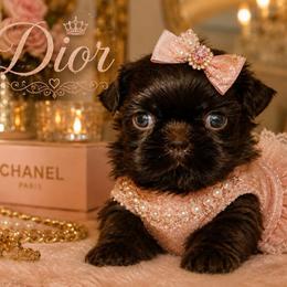 Dior - Chocolate female Shih Tzu puppy in Detroit, Michigan from Friends4everkennel LLC