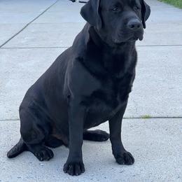 George - Labrador Retriever