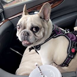 Dutchess - French Bulldog