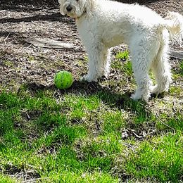 Goldendoodle Puppies from ABBEY ROAD GOLDENDOODLES
