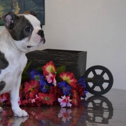 Boston Terrier Puppies from Bull Branch Bostons