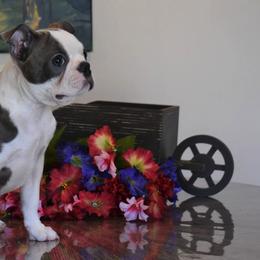 Boston Terrier Puppies from Bull Branch Bostons