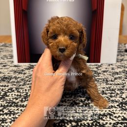 Prince - Red  male Poodle puppy in Pueblo, Colorado from Going Poodles & Pet Services LLC