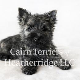 Adele - Red brindle female Cairn Terrier puppy in Pottersville, Missouri from Cairn Terriers of Heatherridge,LLC