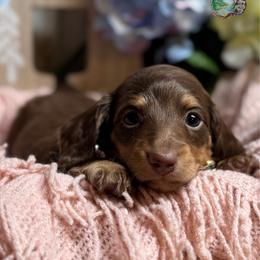 Mocha - Dapple female Dachshund puppy in Fayetteville, West Virginia from Loop Creek Dachshunds