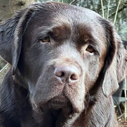 Labrador Retrievers from Petiwy Labradors