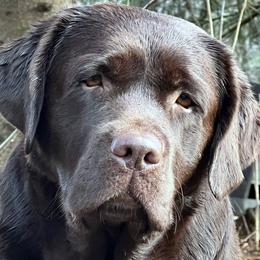 Labrador Retrievers from Petiwy Labradors