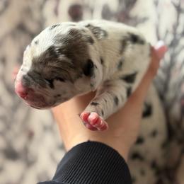 Marigold - Brindle female Great Dane puppy in Grand Blanc, Michigan from Green’s Great Danes