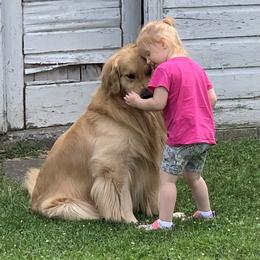 Golden Retriever Puppies from Evergrace Goldens