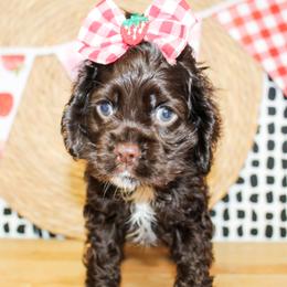 Nina - Brown female Cocker Spaniel puppy in Rattan, Oklahoma from Double M Cocker Spaniels