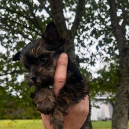 Saban - Sable male Yorkshire Terrier puppy in Phil Campbell, Alabama from MagnoliaYorkies