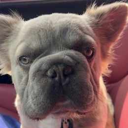 King - French Bulldog