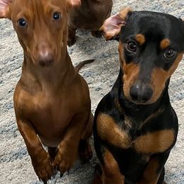 Dachshunds from Wadford Dachshund Paws