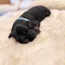 Blue - Boy - Black white and tan male Cocker Spaniel puppy in Morganton, North Carolina from Priceless Pups
