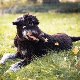 Labradoodles from CB's Doodles