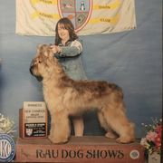 Bob - Briard