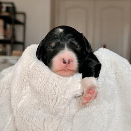 Morgan, Girl - Phantom female Bernedoodle puppy in Maricopa, Arizona from Desert Ridge Doodles